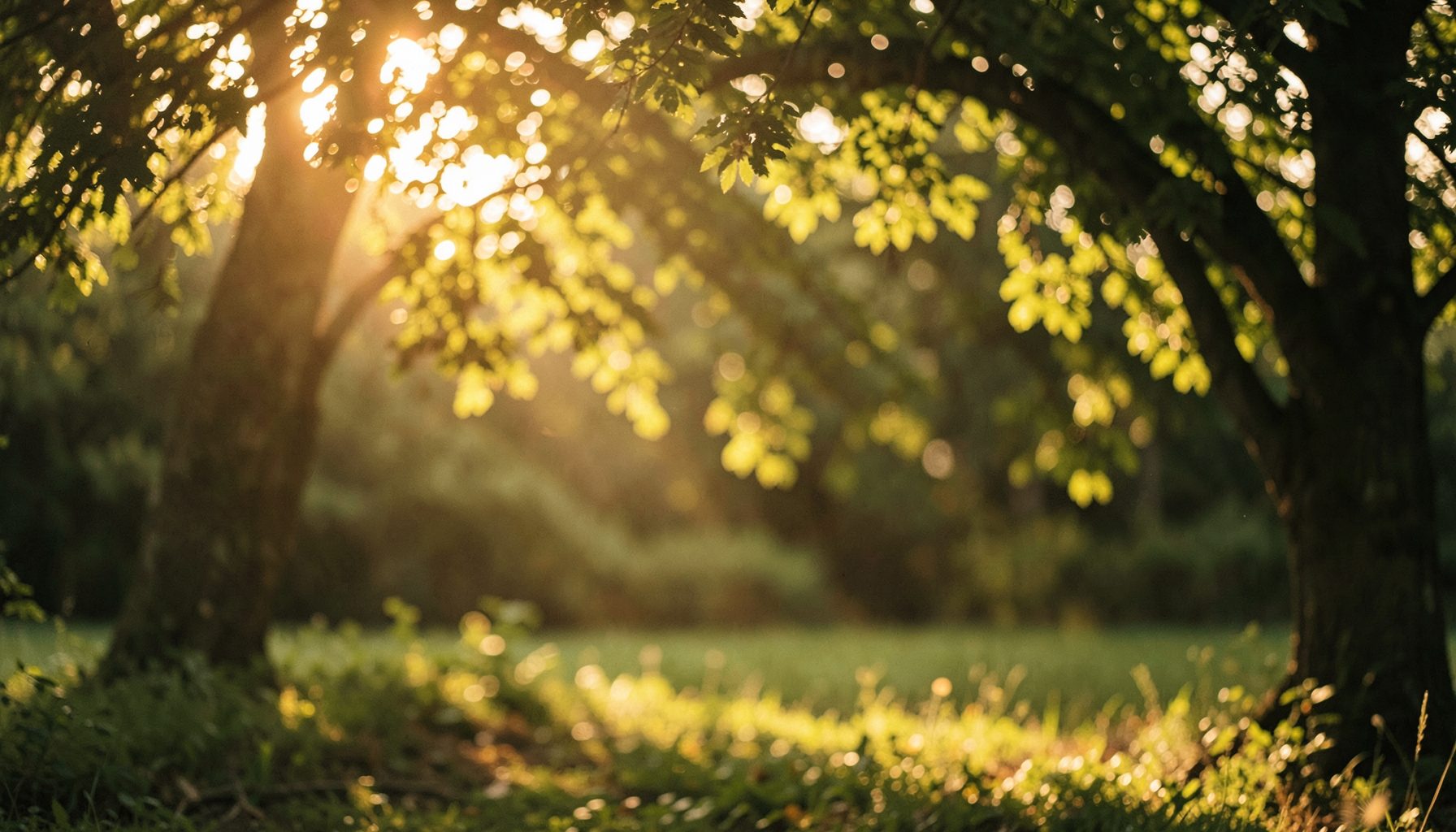Soft golden-hour light filtering through trees at an outdoor setting, warm amber and green tones, romantic and nostalgic
